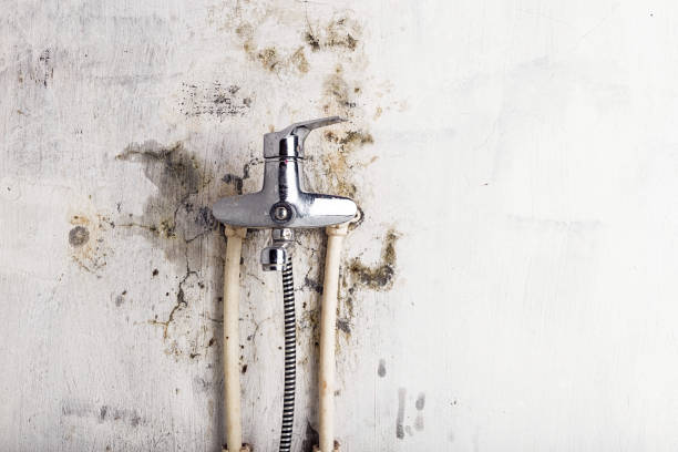 Best Toxic Mold Removal  in Bremen, OH