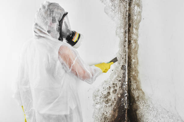 Best Office Mold Removal Services  in Bremen, OH