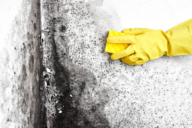 Best Mold Testing  in Bremen, OH