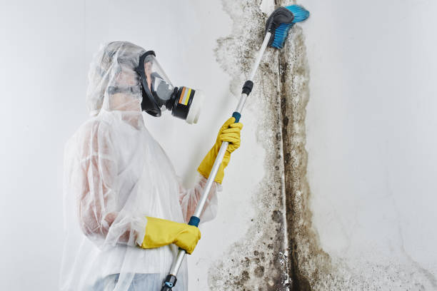 Best Emergency Mold Removal  in Bremen, OH