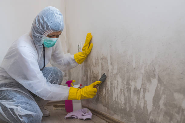 Best Residential Mold Removal  in Bremen, OH