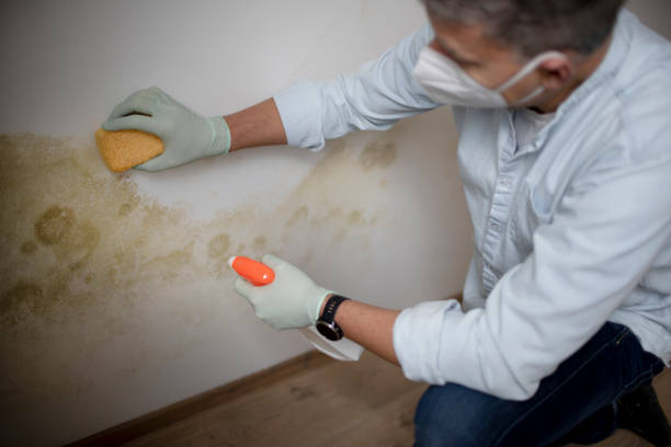 Best Attic Mold Removal  in Bremen, OH