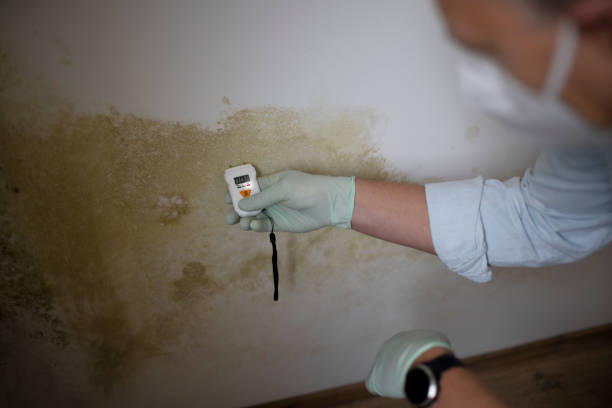 Best Mold Remediation  in Bremen, OH
