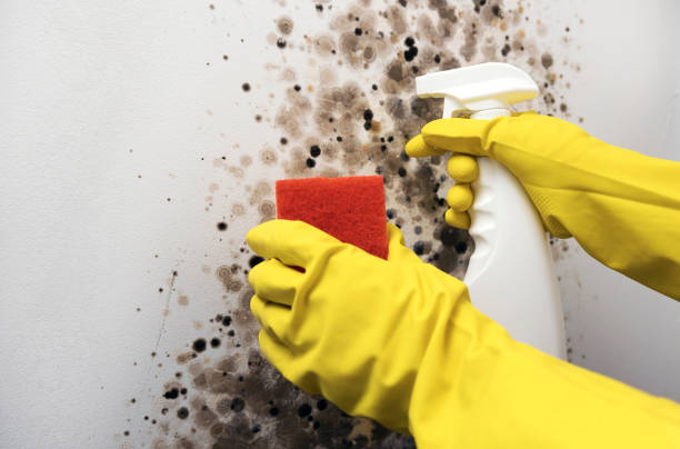 Best Mold Testing and Removal  in Bremen, OH