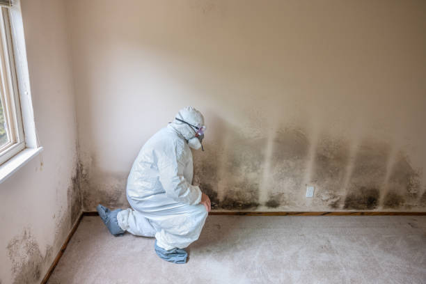 Best Residential Mold Removal  in Bremen, OH