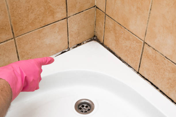 Best Home Mold Removal  in Bremen, OH